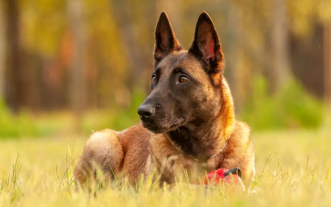 Nuevo perro más inteligente: Pastor Belga Malinois