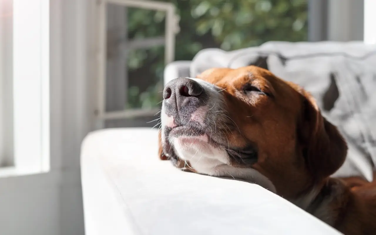 Ben The Vet' recomienda las mejores cinco razas de perro.